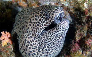 Banda Sea 2018 - DSC05937_rc - Blackspotted moray - Murene leopard - Gymnothorax favagineus